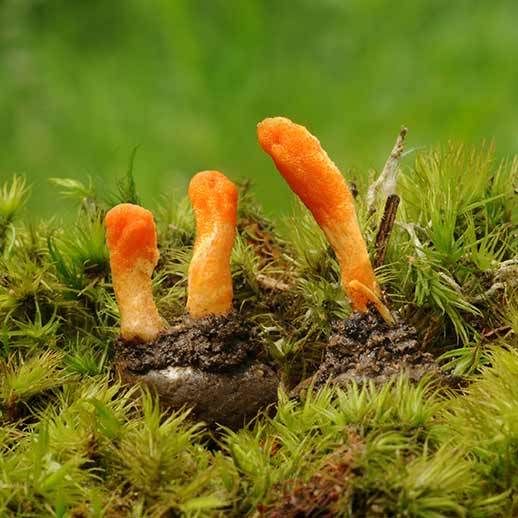 Cordyceps for Athletes: The Ultimate Guide to Unlocking Your Performance Potential