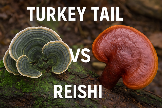 Turkey Tail vs Reishi: Which Functional Mushroom is Right for You?