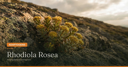 Rhodiola Rosea: The Adaptogen for Peak Mental and Physical Performance Under Acute and Chronic Stress