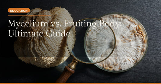 Mycelium vs. Fruiting Body Extracts: The Ultimate Guide to Potency and Purity