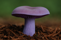 Blewit Mushrooms: Complete Guide to Safe Identification, Foraging & Cooking (2025)