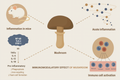 Functional Mushroom Side Effects: What You Need to Know