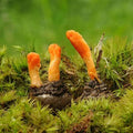 Cordyceps for Athletes: The Ultimate Guide to Unlocking Your Performance Potential