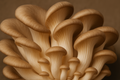 Oyster Mushrooms: Complete Guide to Health Benefits, Identification & Types