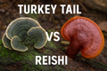 Turkey Tail vs Reishi: Which Functional Mushroom is Right for You?