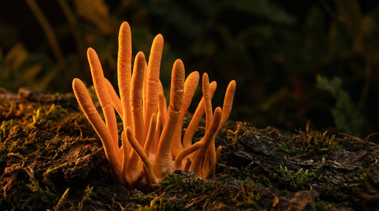 Cordyceps Mushroom Benefits: Boost Energy, Endurance & Athletic Performance