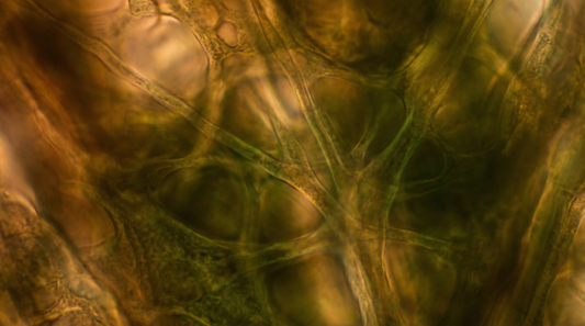 Beta-Glucans in Functional Mushrooms: Unlocking Nature's Immune Powerhouse with Beta-Glucans Mushrooms