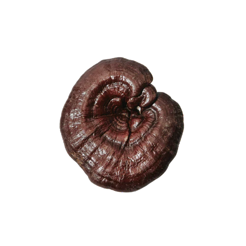 Reishi