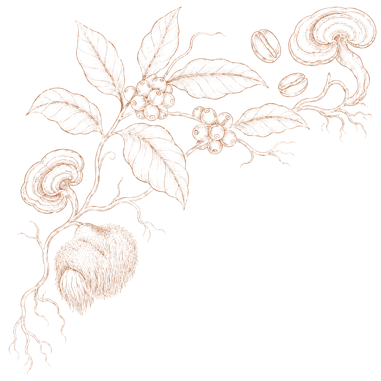 Vital Pour botanical engraving